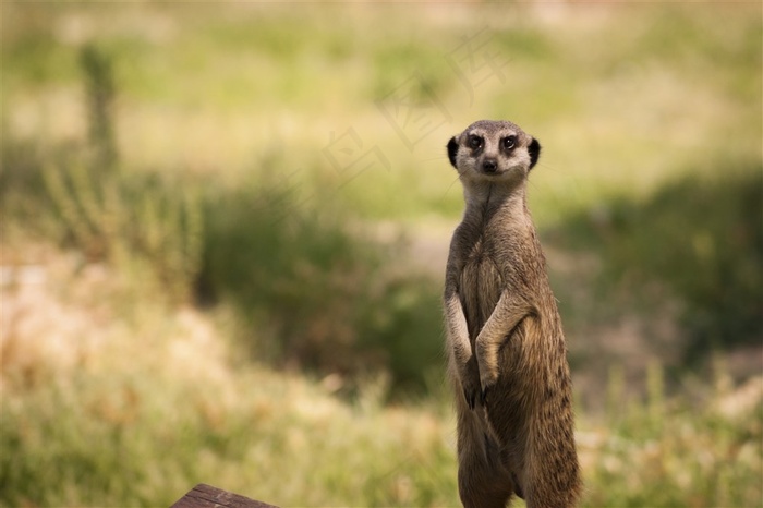 草地上一只可爱的狐獴动物