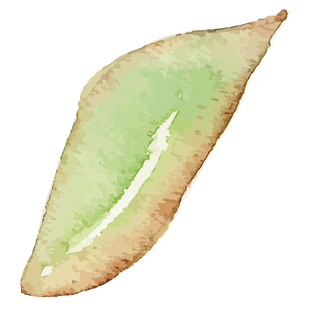 唯美森系手绘水彩花朵 (140)