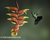 美丽的蜂鸟和鲜花