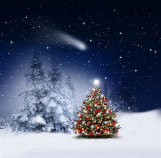 松树林和圣诞树