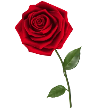 鲜花玫瑰免扣素材