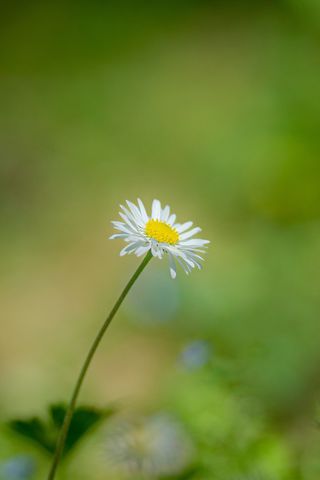 白色纯洁雏菊摄影素材