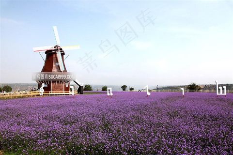 薰衣草庄园唯美风景