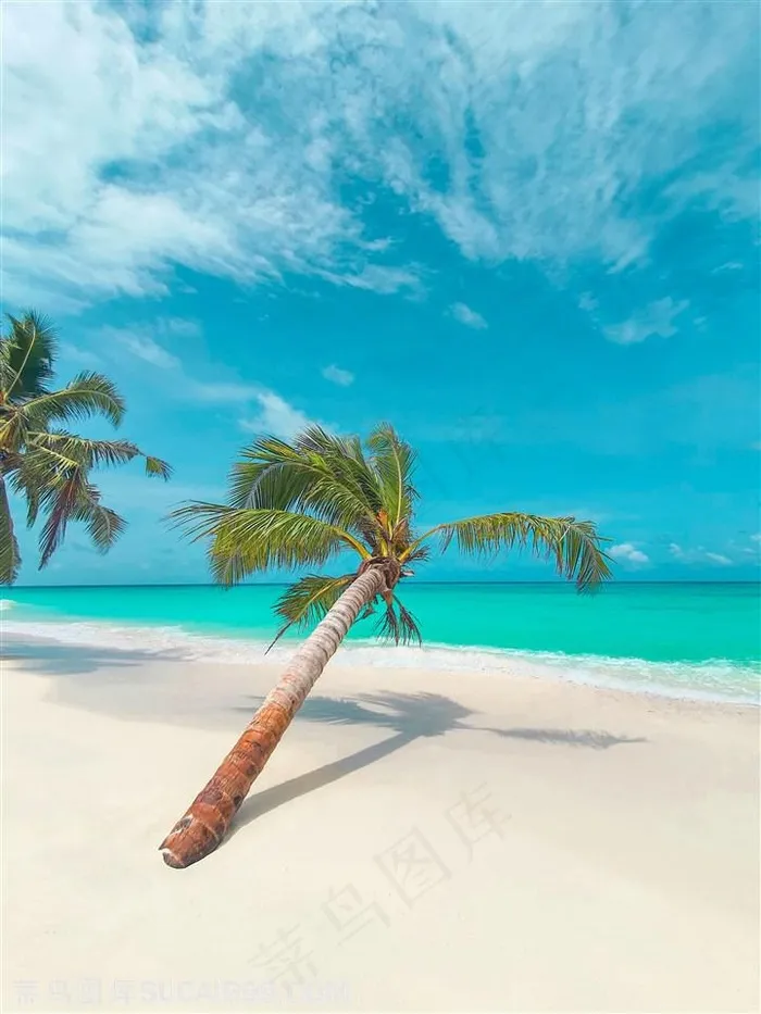 海边倒下的椰树