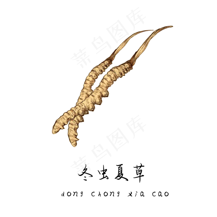 手绘草本中药药材冬虫夏草
