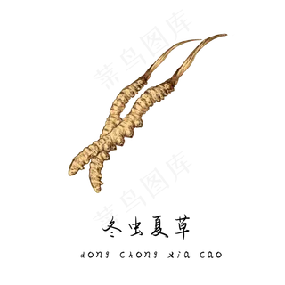 手绘草本中药药材冬虫夏草
