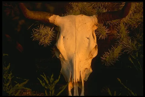 沙漠风光 100 沙漠风光 100
