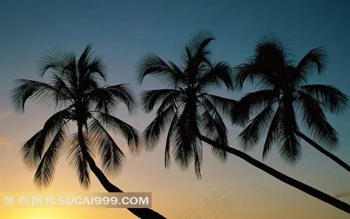 三棵椰子树素材图片
