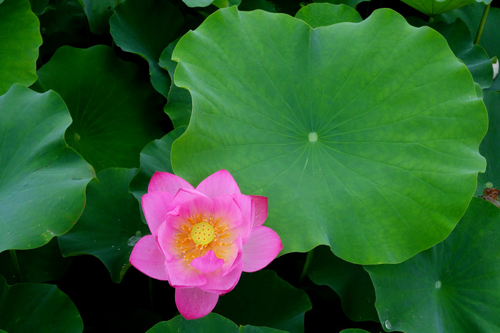 高清荷叶荷花莲花