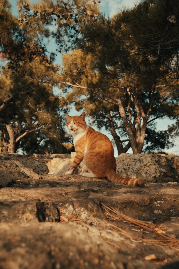可爱猫咪猫猫摄影素材