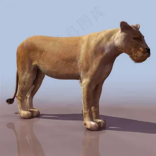 超清野生动物狮子