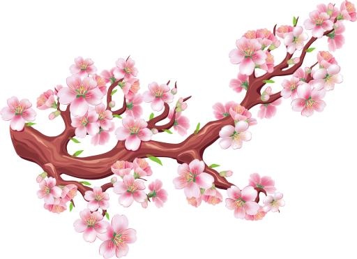 樱花 PNG免抠(3264x2370)