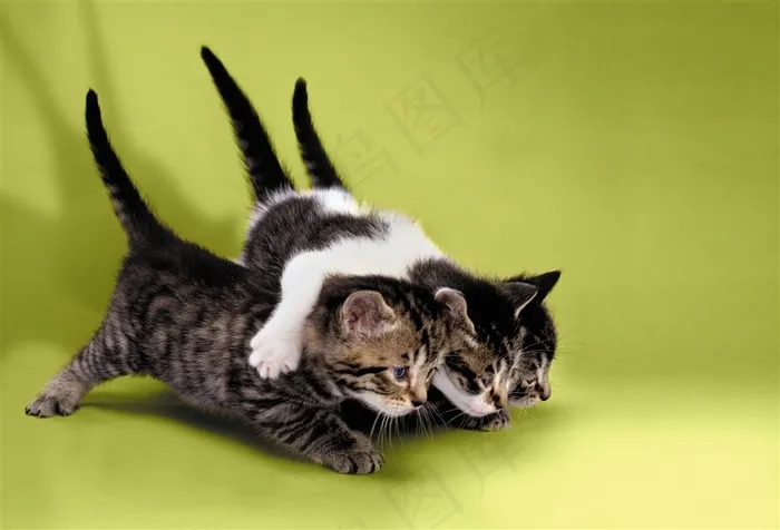 三只竖着尾巴的猫咪图片