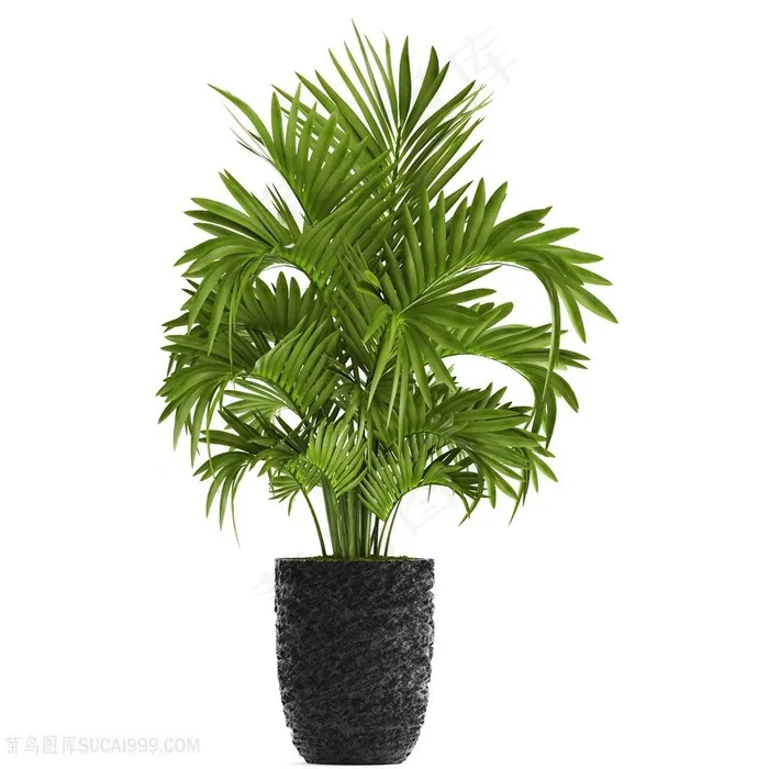 绿植天堂棕榈树装饰高清图片