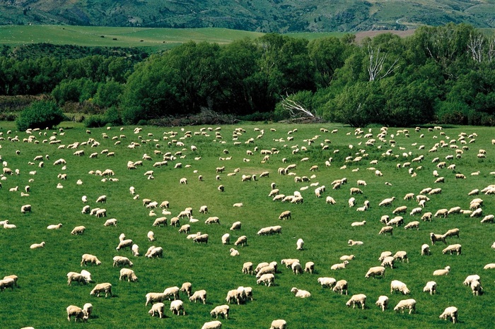 澳洲悉尼草原羊群
