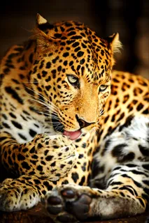 野生动物猎豹图片下载 野生动物猎豹图片下载