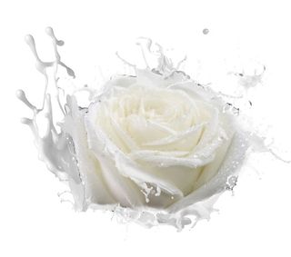 牛奶白玫瑰花