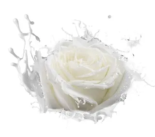 牛奶白玫瑰花