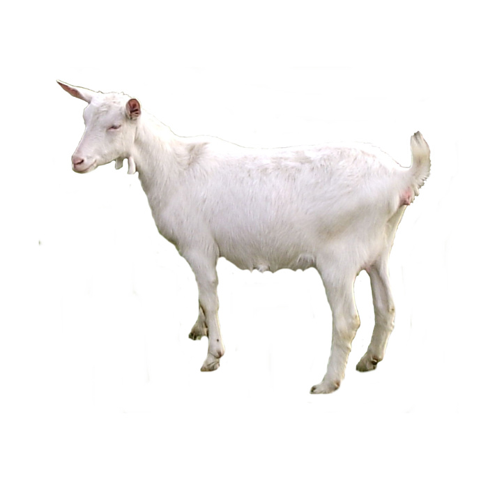 免抠绵羊实物摄影图片