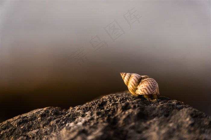爬行的蜗牛摄影
