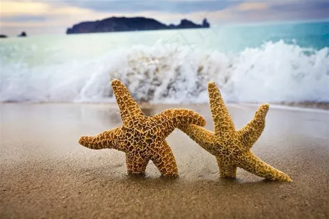 正手拉着手的两只海星摄影高清图片 正手拉着手的两只海星摄影高清图片