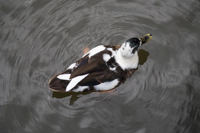 一只鸭子浮水摄影图片