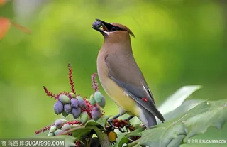 水果鸟唯美壁纸