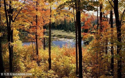 树林湖畔美景风景画