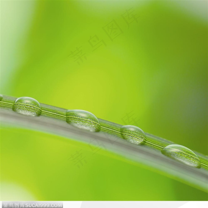 美容SPA保养-叶片的水珠