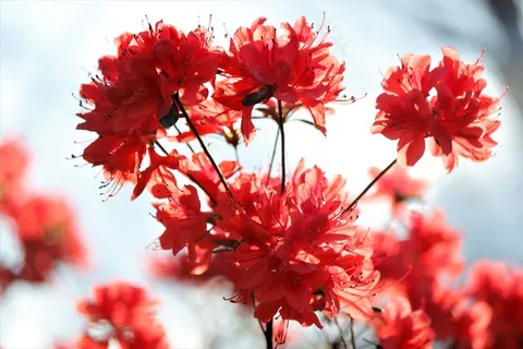鲜艳杜鹃花图片 鲜艳杜鹃花图片
