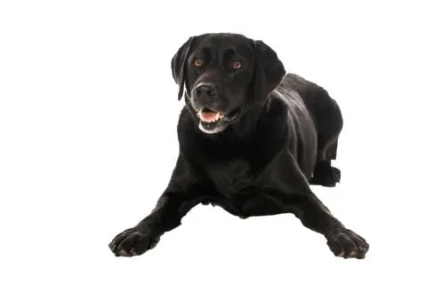拉布拉多犬 PNG免抠(479x320)