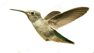 免扣飞翔中的小鸟