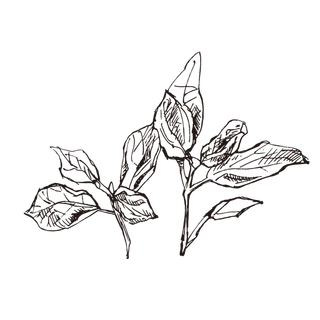 线条草本花卉手绘植物-罗勒