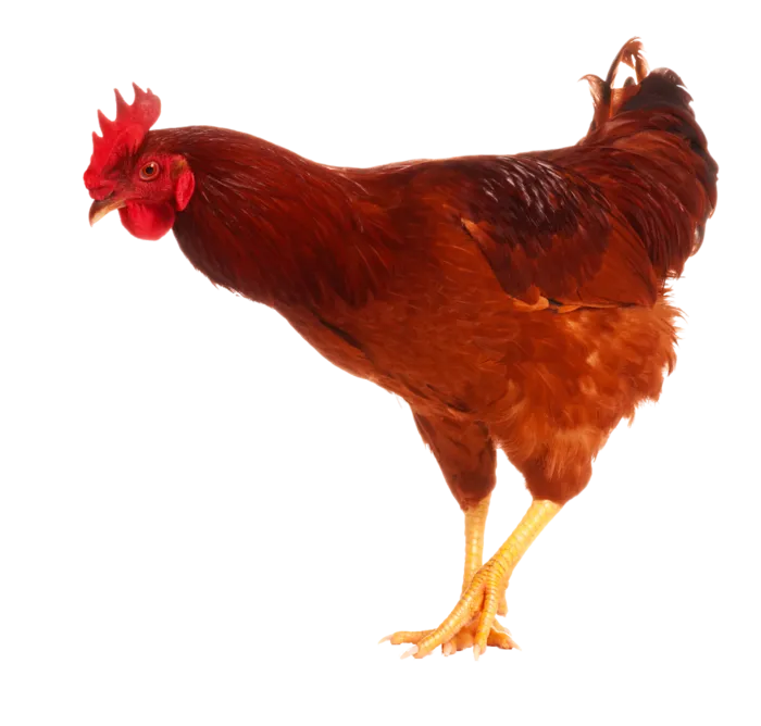 大公鸡   鸡   公鸡