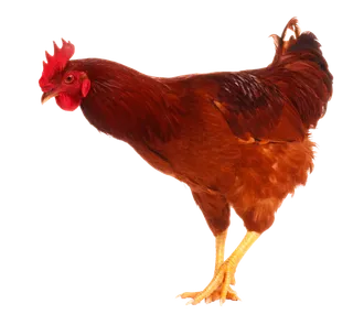 大公鸡   鸡   公鸡