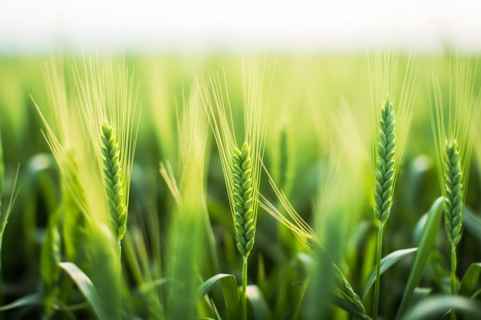 小麦麦穗稻穗摄影图素材背景