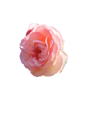 粉玫瑰“免抠”