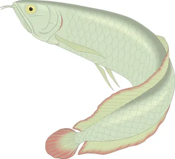 卡通动漫风动画动漫写实素描描摹动物海洋世界鱼25