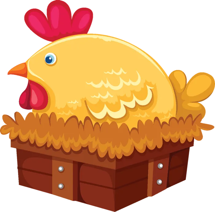 母鸡孵蛋养殖业现代农业