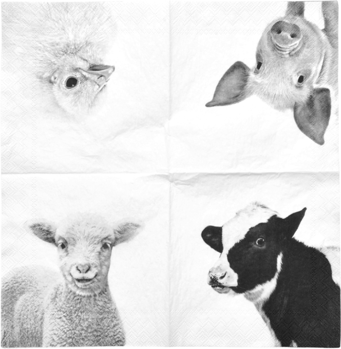 小鸡小猪绵羊黑白素材现代农业