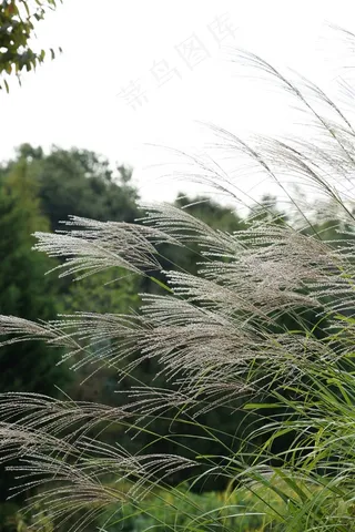 漂亮的芦苇丛图