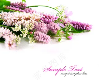 唯美薰衣草图片