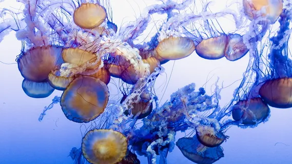 水母群高清摄影图片 水母群高清摄影图片