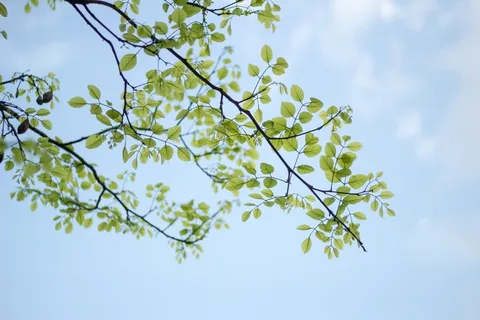立春春天背景花图片 立春春天背景花图片