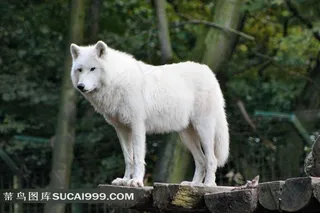 野生白狼图片
