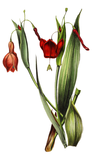 复古手绘植物花卉玫瑰花PNG免扣图案高清图片PS设计素材图