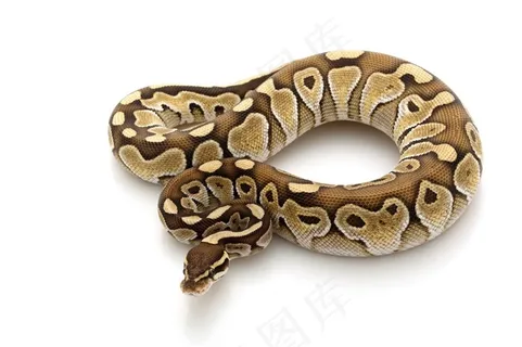 白色背景上的毒蛇蟒蛇摄影高清图片