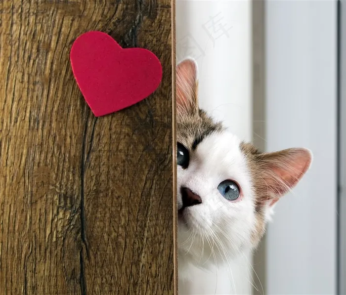 躲藏起来的小猫咪