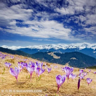 西藏高原上的珍贵花卉兰花