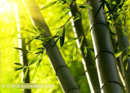 唯美竹林风光 唯美竹林风光